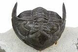 Curled Hollardops Trilobite Fossil - Ofaten, Morocco #301941-5